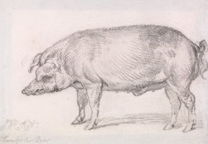 Hereford Boar